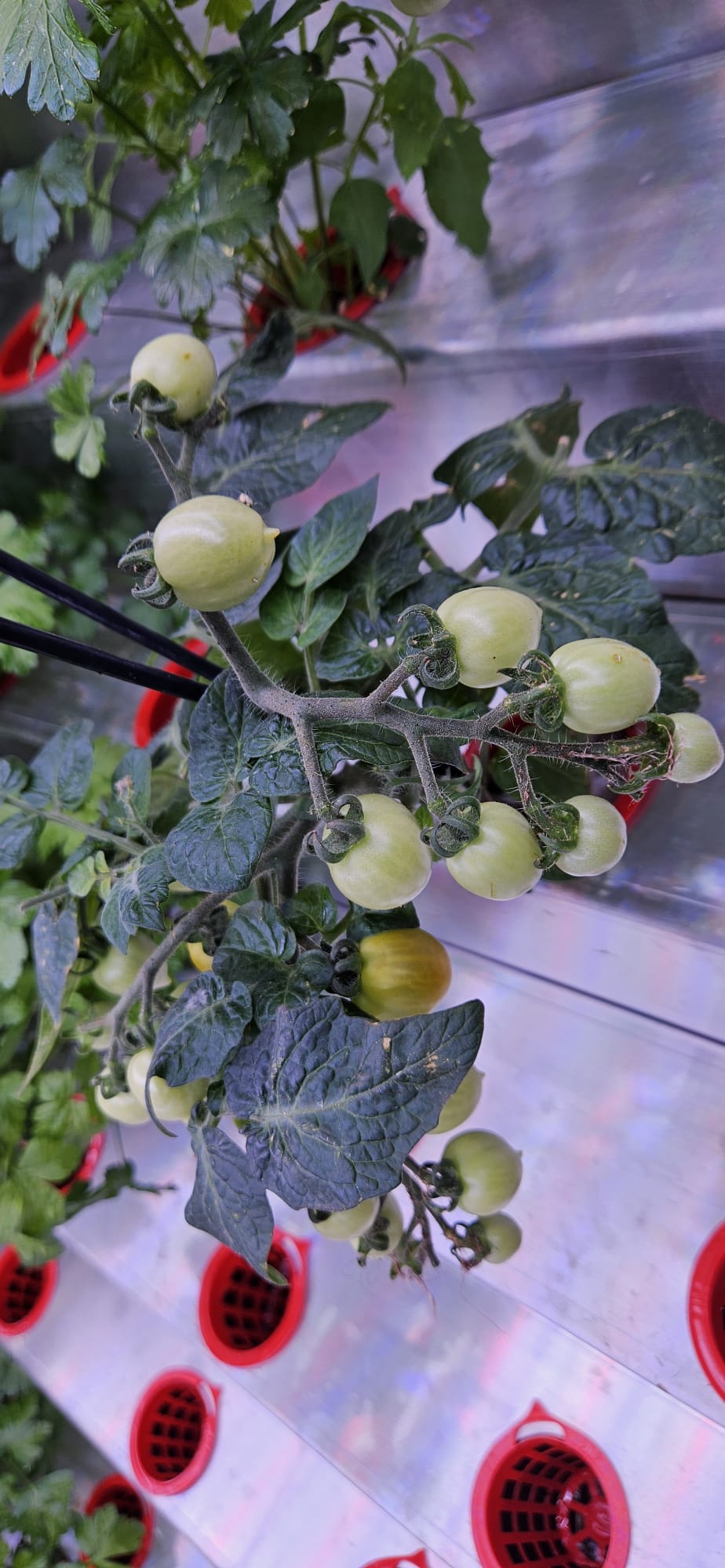 Inboxing-Farming-Modul IMG-20240606-WA0013.jpg