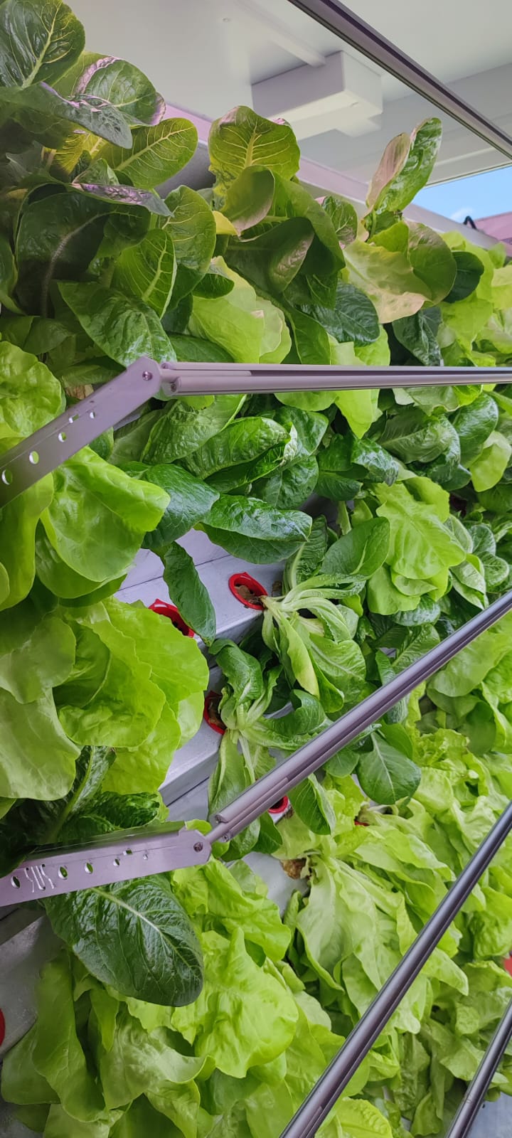 Inboxing-Farming-Modul IMG-20240612-WA0026.jpg
